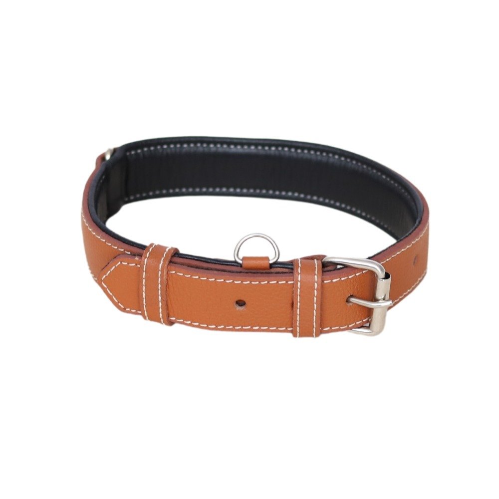 dogcollar3
